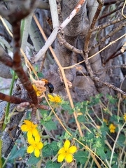 Willinkapis chalybaea