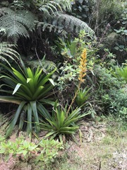 Cipuropsis hospitalis