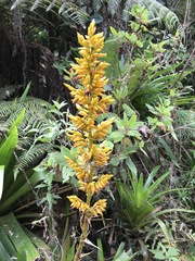 Cipuropsis hospitalis
