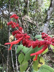 Salvia libanensis