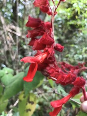 Salvia libanensis