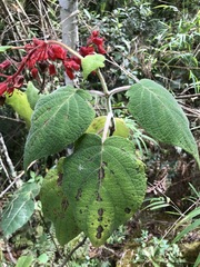 Salvia libanensis