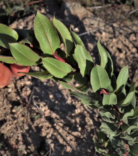 Toro Manzanita foliage