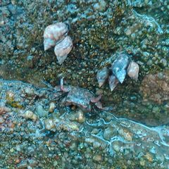 Brachyura