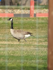 Branta canadensis