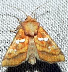 Papaipema pterisii