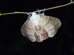 Lebeda cognata