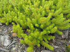 Persoonia chamaepitys