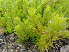 Persoonia chamaepitys