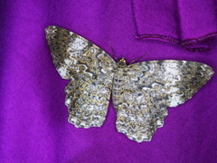 Amblychia hymenaria