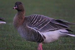 Anser brachyrhynchus
