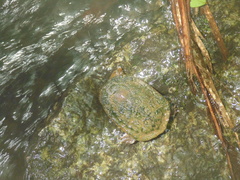 Hydromedusa maximiliani