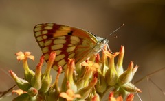 Colotis vesta mutans