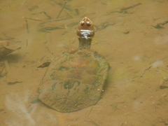 Hydromedusa maximiliani