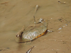 Hydromedusa maximiliani