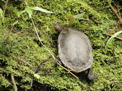 Hydromedusa maximiliani