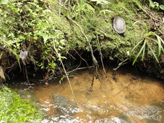 Hydromedusa maximiliani