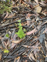 Xanthosia stellata