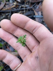 Xanthosia stellata