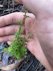 Xanthosia stellata
