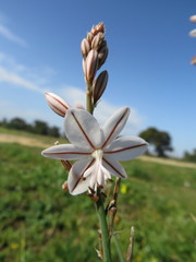 Asphodelus fistulosus