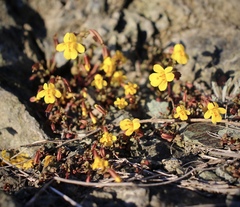 Erythranthe serpentinicola