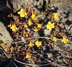 Erythranthe serpentinicola