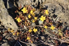Erythranthe serpentinicola