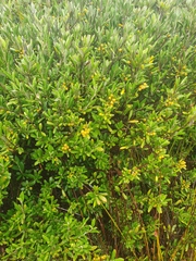 Corokia macrocarpa
