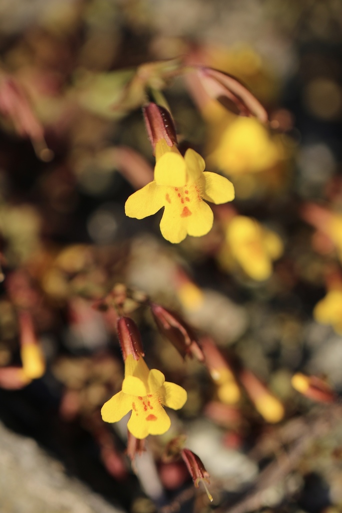 Irish Hills monkeyflower
