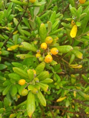 Corokia macrocarpa