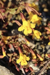 Erythranthe serpentinicola