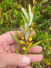 Corokia macrocarpa