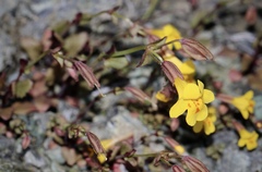 Erythranthe serpentinicola
