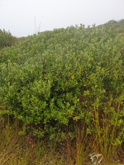 Corokia macrocarpa
