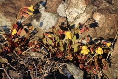 Erythranthe serpentinicola
