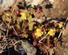 Erythranthe serpentinicola