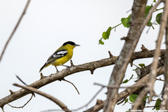 Aegithina nigrolutea