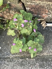 Lamium purpureum
