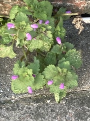 Lamium purpureum