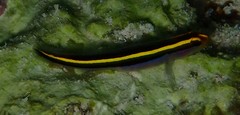 Elacatinus randalli
