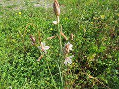 Asphodelus fistulosus