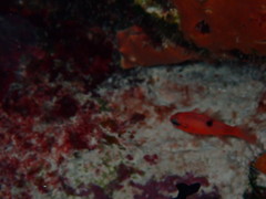 Apogon maculatus