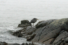Ardea cinerea