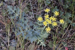 Lomatium parvifolium