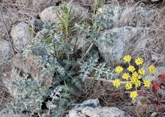 Lomatium parvifolium