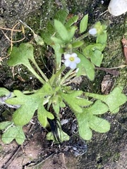 Saxifraga tridactylites