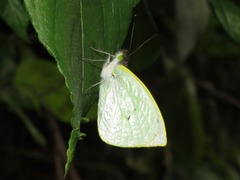 Leptophobia diaguita