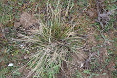 Stipa lagascae