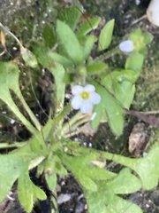 Saxifraga tridactylites